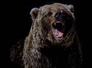 If you meet or are mauled by a Scary Bear, you need to be heard and believed to restore safety